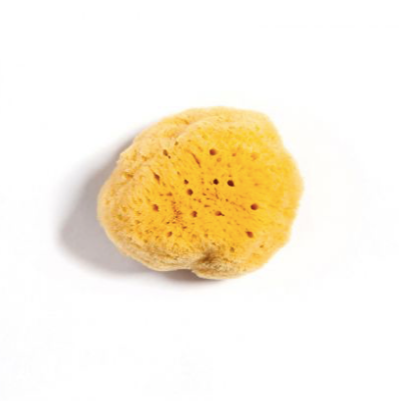 NATURAL SEA SPONGE